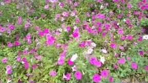 Must Know Gardening Tips | These Tricks Will Surprise You! | Creative Solvino IT