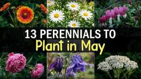 13 Perennials to Plant in May | Easy Flowers for a Beautiful Garden