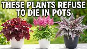 17 Lazy Perennials That Thrive in Pots (Easy Container Gardening for Beginners)