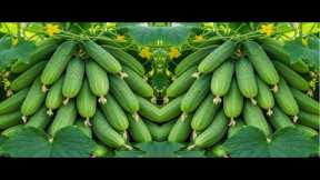🔴LIVE   🌱 Cucumber Propagation from Cutting | Full Step-by-Step Guide #livestream #live