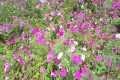 Must Know Gardening Tips | These