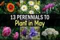 13 Perennials to Plant in May | Easy