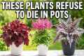 17 Lazy Perennials That Thrive in
