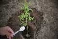 Never plant tomatoes without this.