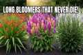 15 Best LONGEST Blooming Perennial