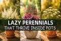 20 Lazy Perennials That Thrive In