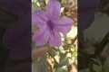 petunia flower | purple colour