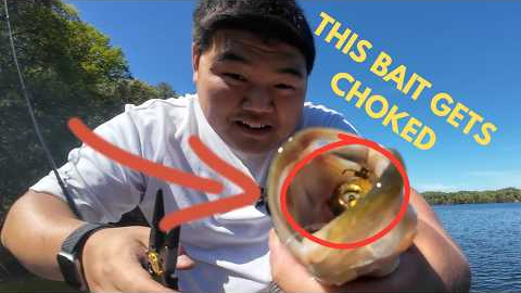 The Bait I Always Ignored Just Caught Fish