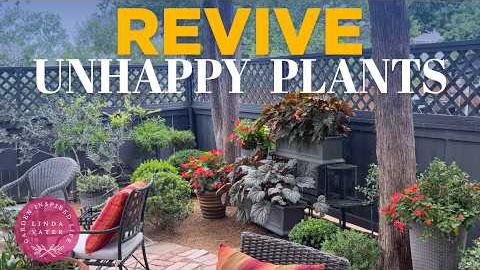 How to Revive Unhappy Plants: Summer Garden Secrets & Makeovers! | Linda Vater🪴