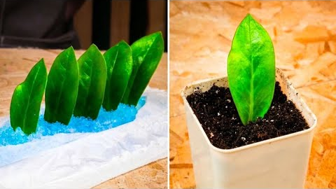 Useful hacks for your Garden. Grow Plants like a Pro