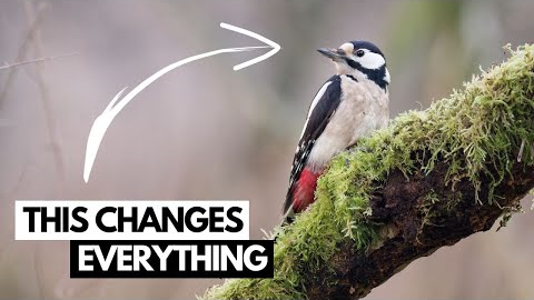 Wildlife Photography on a Budget - Hacks & Tips