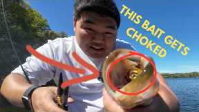 The Bait I Always Ignored Just Caught Fish