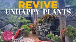 How to Revive Unhappy Plants: Summer Garden Secrets & Makeovers! | Linda Vater🪴