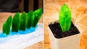 Useful hacks for your Garden. Grow Plants like a Pro