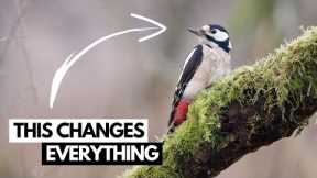 Wildlife Photography on a Budget - Hacks & Tips