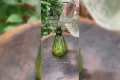 3 Flowering Hack And Tips #gardening