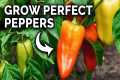My Pepper Growing Secrets For Huge