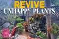 How to Revive Unhappy Plants: Summer