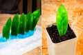 Useful hacks for your Garden. Grow