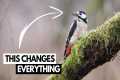 Wildlife Photography on a Budget -