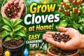 How to Grow Cloves at Home 🌱 Easy